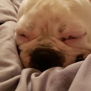 Meet your Posher, Anne